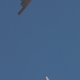 Illustration for article titled The World's Most Secretive 737 Is America's Key To Better Stealth Tech